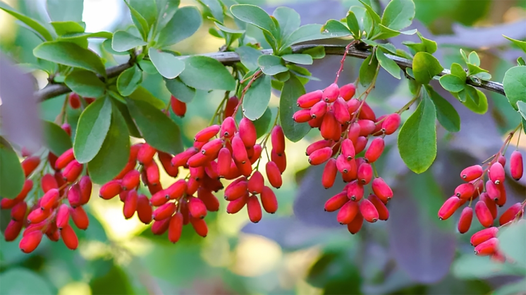 Berberine - One of the Key Ingredients in Liv Pure Liver Health Formula